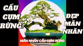 Mãn nhãn 72 tác phẩm bonsai rừng trên thân bắc cầu càng ngắm càng mê