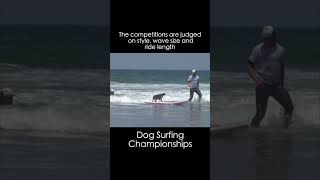 Dog Surfing