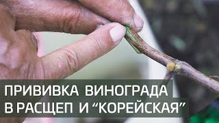 Изменение сорта взрослого куста винограда прививкой в расщеп и "корейской" прививкой