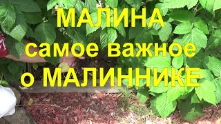 21. МАЛИНА по методу Соболева. Часть 4 - Идеальный малинник - секреты максимальных урожаев!