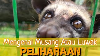 MENGENAL MUSANG ATAU LUWAK PELIHARAAN