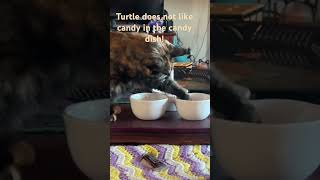 Turtle does NOT want the candy in the candy bowl!