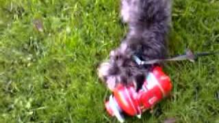 Dog frustrated by a beer keg