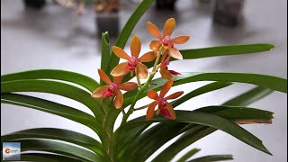 Vanda Rumrill (cristata x curvifolia) Orchid Blooms & Home Care