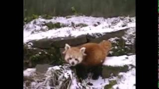 Pali bite Lily - Red Panda