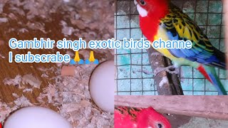 my new vlogs#Rosella parrot ne progress kis pair ne ki he es video me dekhe 16.8.2024 subscribe