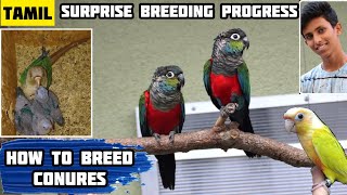 My Conure Breeding Progress| How To Breed Conures| Fully Explained In Tamil| Harnish| AK Vlogs Tamil