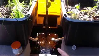 Aquaponics home system gardening - Update and Supplies used