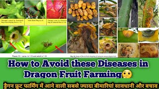 How to Control the diseases in Dragon Fruit Farming | Disease Control in Dragon fruit plants