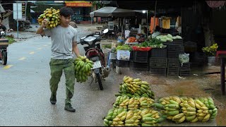 Harvesting large bananas and selling them at the country market on a stormy day, 2 year in forest