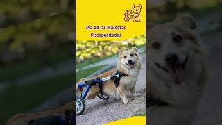 Día de las mascotas con discapacidad. National Specially-abled Pets Day♿💖🐾🤩🤩