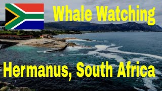 Whale watching in Hermanus, South Africa - 🇿🇦