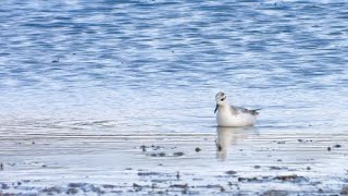 Grey Phalarope, Goldcliff 2022 #1