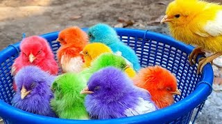 Catching cute ,rainbow, colorful chickens, cute animals cute Chicks