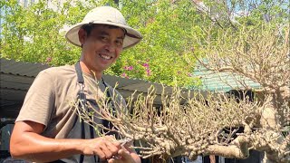 Tại sao nghệ nhân làm bông lạ thế - Đặng Thụ Bonsai