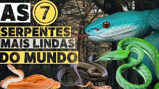 AS 7 SERPENTES MAIS LINDAS DO MUNDO #cobra #animais