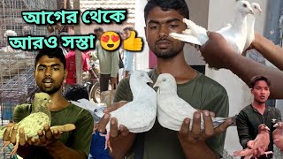 গরমে আরও সস্তা,জমজমাট মগরাহাট |Cheapest pigeon market in Magrahat #high_flying_pigeons #fancypigeon