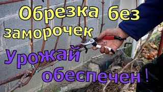 Виноград .Обрезка на быструю руку.