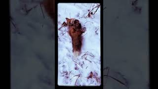 "Curious fox explores the snowy landscape"🦊#shorts #ytshorts #redfox