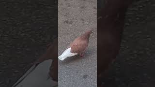 Just another Chicago pigeon.