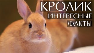 Кролик - интересные факты