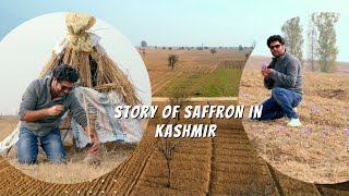 The Story of Saffron in Kashmir