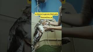 Pet grooming Business #shorts #businessideas #billionaire || 500 Business Ideas #13  #pets #dog #cat