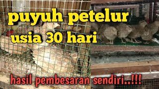 PUYUH PETELUR USIA 30 HARI