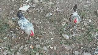 #Interdit de #vendre ou #échanger mes #poulets : dois-je les #déposer au #commissariat de #Montcuq ?