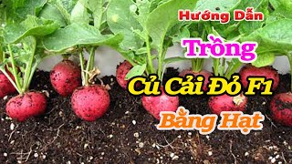 cách Gieo Hạt củ cải đỏ f1