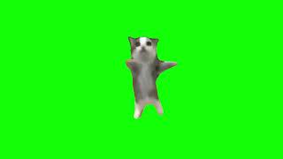 Happy Happy Happy Cat Meme Green Screen #funny #meme #cat