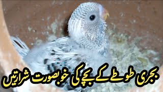 Budgie baby singing and playing in nest.  Bajri totay ka bacha nest mae khel raha hai.