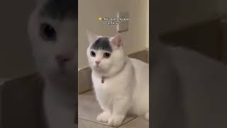 Aku Ganteng Apa Cantik Sih? #cat #catlover #funny #funnycats