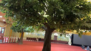 Tree Inside Mandir In Canada @MandirDarshanofficial