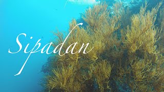 Diving at Sipadan Island