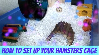 How To Set Up Your Hamsters Cage