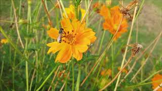 Insect in Beautiful Flowers