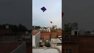 Manga kite catching 😨।। #shorts #kitecatching #kitelooting #kite #patang #patangwala