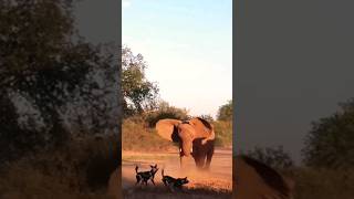 elephant Vs wild dogs #animal #shortvideo