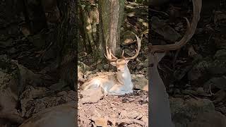 A Good Look at a Spotted Deer #shorts  #wildanimals