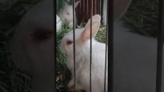 Cute baby rabbits eating grass #bunnies #cute #rabbits #wildlife #nationalgeographic #jangle