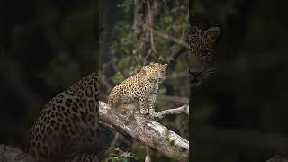 Leopard Safari in India | Leopards of Central India | Pugdundee Safaris#leopardsafari