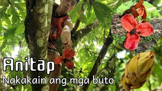 Wild fruit season - Anitap