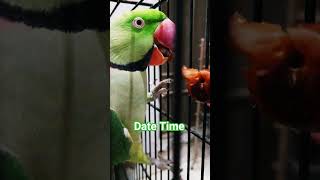 Parrot eating Date | Alexandrine Parakeet #alexandrineparakeet #parrot #date #cute