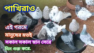 Pigeons are bathing in the morning |How to keep birds healthy in this hot summer @Pigeon_Scientist