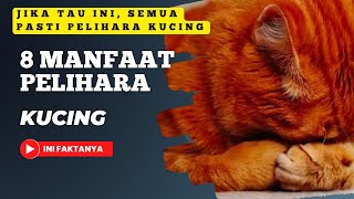 8 manfaat pelihara kucing ini faktanya⁉️