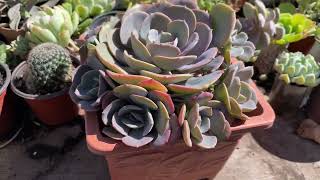 Echeveria Dusty Rose / trasplante de hijos /