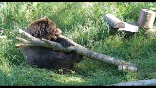 Медведь Мансур на «лесоповале» 🐻🌳🌞 Mansur bear plays in the lumber yard 🐻🌳🌞