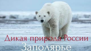 Дикая природа России.Заполярье.