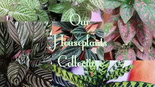 Our Houseplants Collection Tour - Episode 3